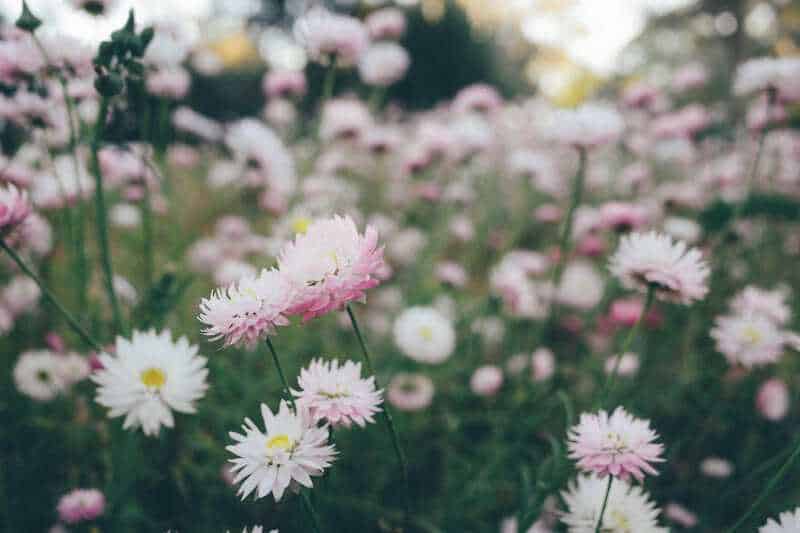 5. Shasta Daisy (Leucanthemum × superbum)