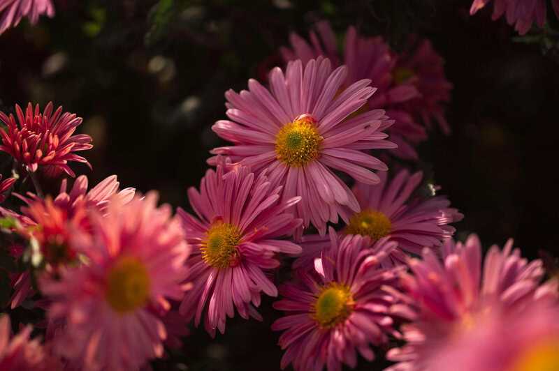 14. Hardy Chrysanthemum (Chrysanthemum morifolium)