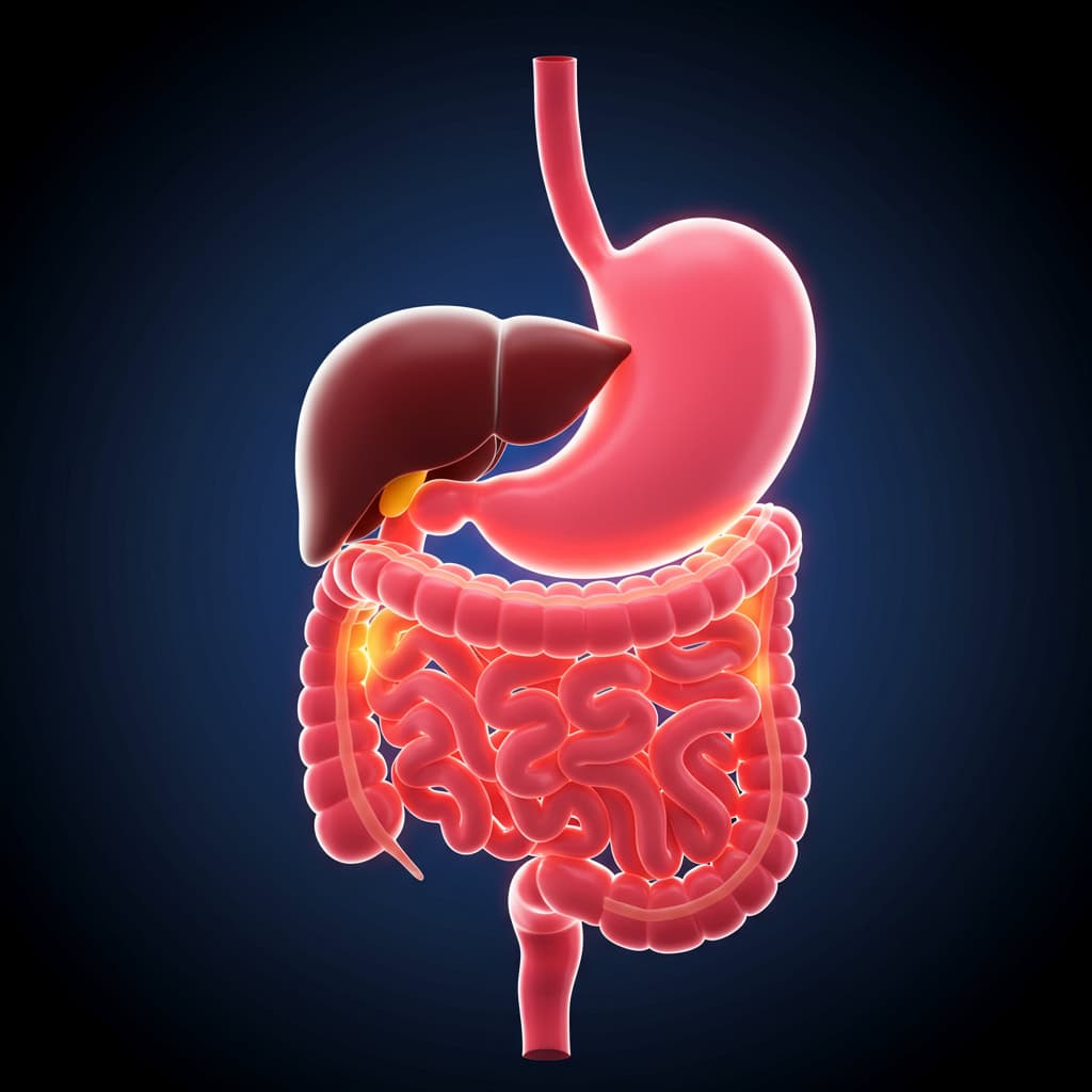 7. 消化器官への負担が減る